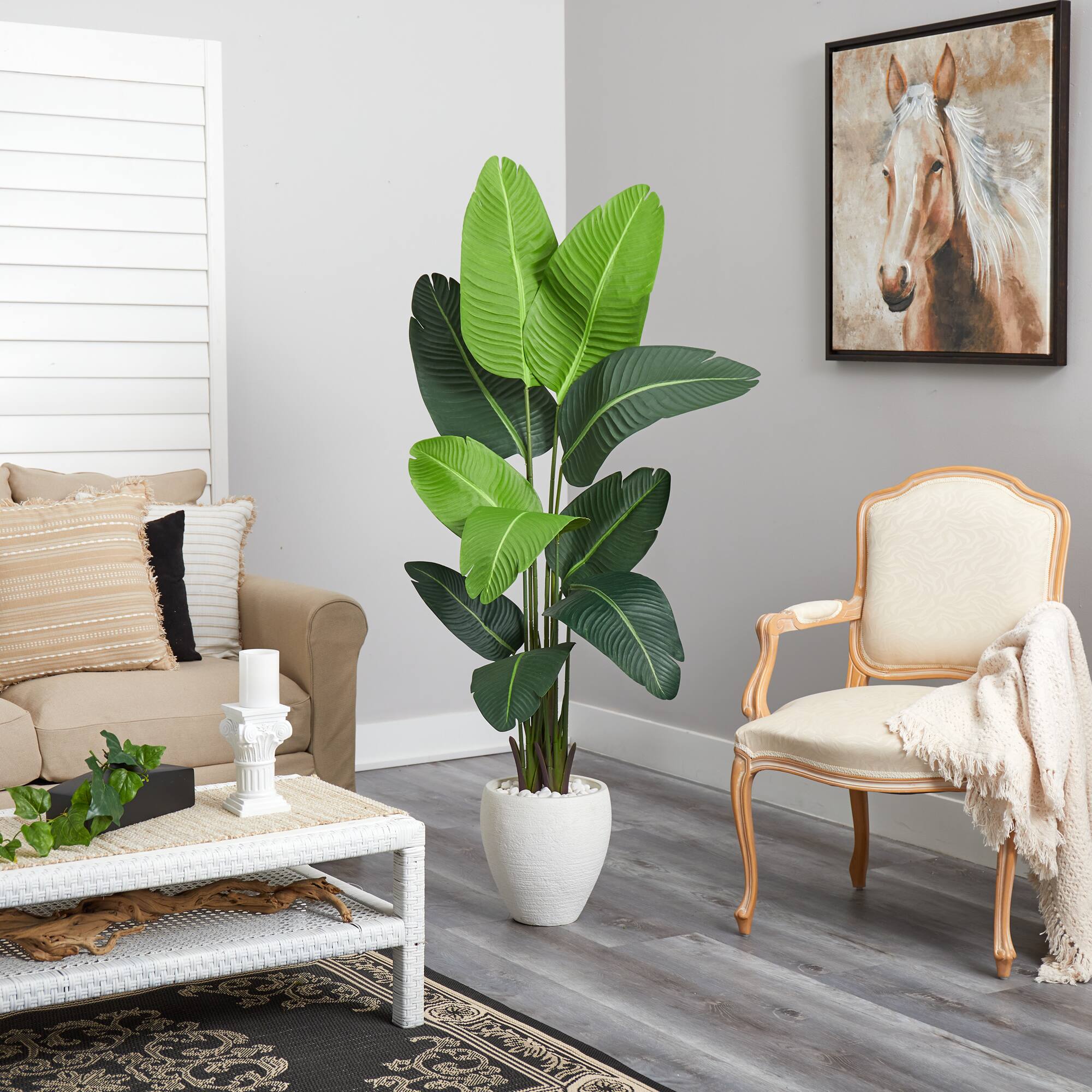 5.5ft. Travelers Palm Tree in White Planter